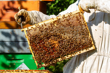 beekeeping honey production from bees in hives in the countryside