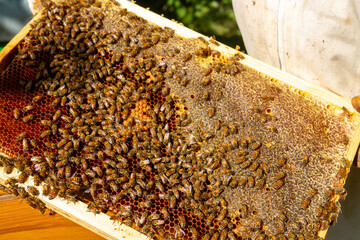 beekeeping honey production from bees in hives in the countryside