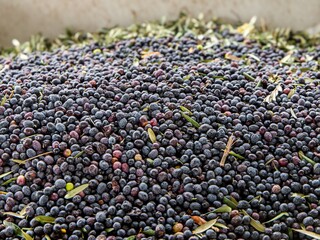 black currant berries