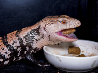餌を食べるアオジタトカゲ