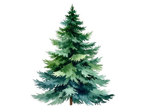 Watercolor fir tree illustration