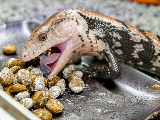 餌を食べるアオジタトカゲ