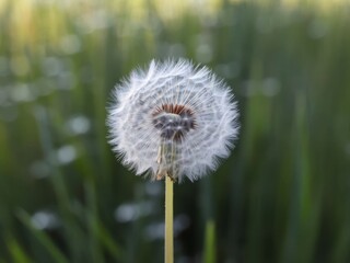 dandelion on green background