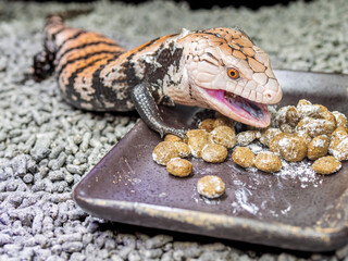 餌を食べるアオジタトカゲ