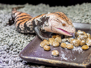 餌を食べるアオジタトカゲ