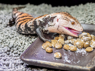 餌を食べるアオジタトカゲ
