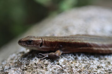 jaszczurka Lacertilia Sauria