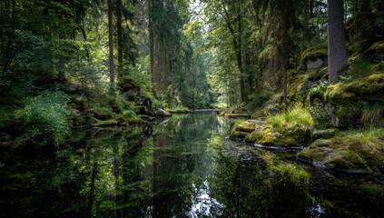 Calm forest stream reflecting trees