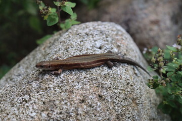 jaszczurka Lacertilia Sauria © Perovskia