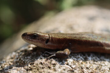 jaszczurka Lacertilia Sauria