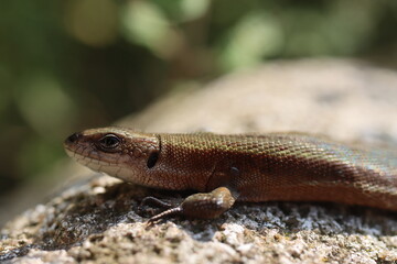 jaszczurka Lacertilia Sauria