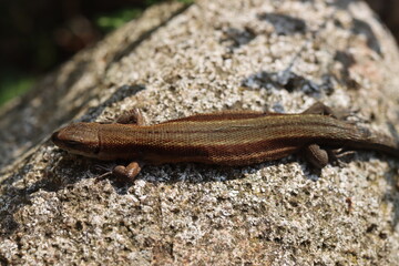 jaszczurka Lacertilia Sauria