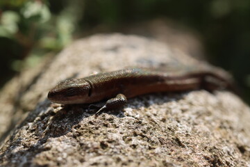 jaszczurka Lacertilia Sauria