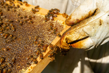 beekeeping honey production from bees in hives in the countryside