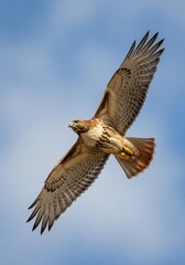 Fototapeta premium Majestic Red-Tailed Hawk Soaring Freely in the Blue Sky with Open Wings