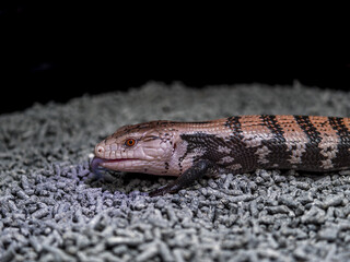 アオジタトカゲ