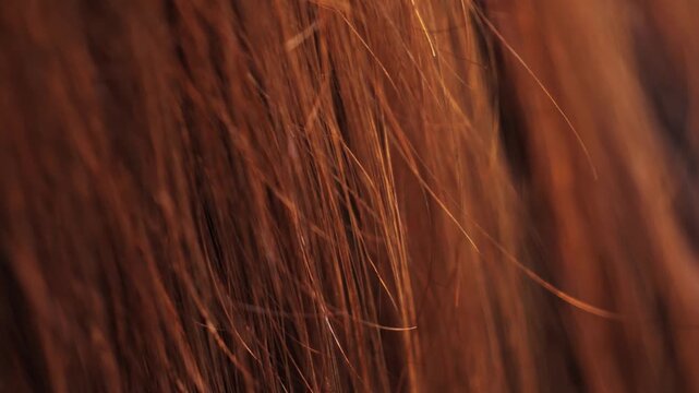 Unhealthy brown hair, split hair. Texture of hair. High quality 4k footage