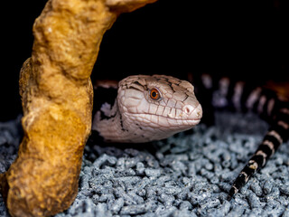 アオジタトカゲ