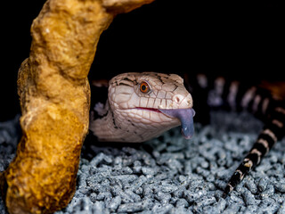 アオジタトカゲ