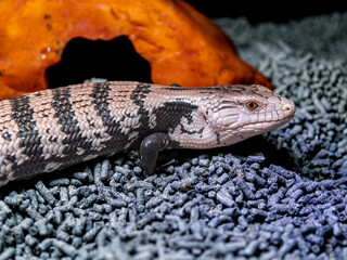 アオジタトカゲ