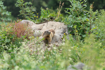 Murmeltier  auf der Almwiese vor dem Bau auf der Königsbachalm bei Berchtesgaden.