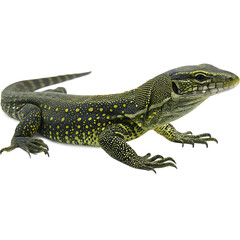Obraz premium Yellow spotted monitor lizard reptile profile isolated on a transparent background
