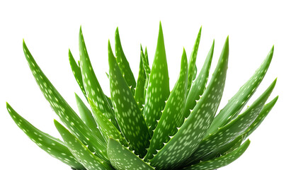 Aloe vera plant isolated on transparent background.