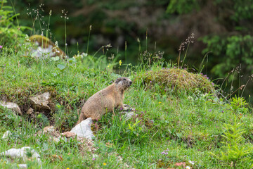 Junges Murmeltier  auf der Almwiese vor dem Bau auf der Königsbachalm bei Berchtesgaden.
