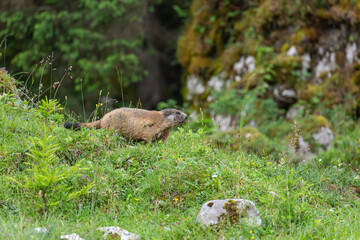 Junges Murmeltier bei Rennen auf der Almwiese vor dem Bau auf der K&ouml;nigsbachalm bei Berchtesgaden.