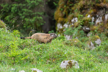 Junges Murmeltier  auf der Almwiese vor dem Bau auf der Königsbachalm bei Berchtesgaden.