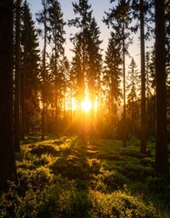 Obraz premium Golden sunset illuminating a dense pine forest floor