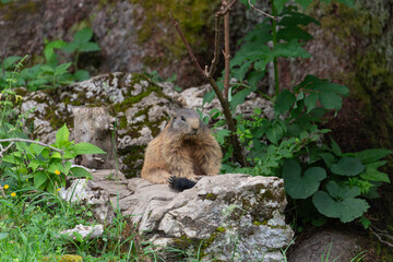 Murmeltier wacht vor dem Bau auf der Königsbachalm bei Berchtesgaden.