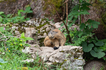 Nahaufnahme vom Murmeltier beim putzen vor dem Bau auf der Königsbachalm bei Berchtesgaden.