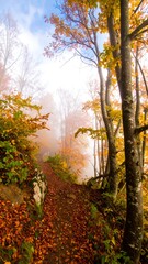 Naklejka premium Misty autumn path winds through colorful forest