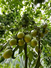 Zielone pomidory, eko 100 % 