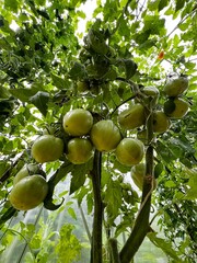 Zielone pomidory, eko 100 % 