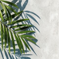 Palm frond shadows on light gray textured wall