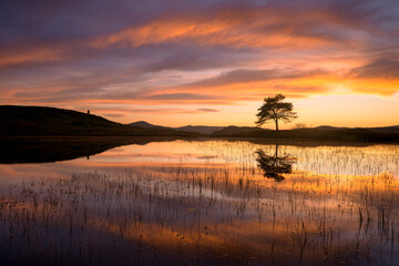 Fototapeta premium Beautiful fiery sunset with dramatic clouds and lone tree reflecting in calm water at Kelly Hall Tarn, near Coniston in the Lake District, England.