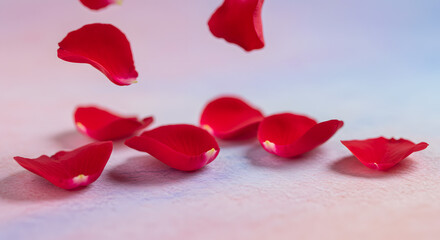 Delicate crimson rose petals dancing on the pastel backdrop showcasing the romance