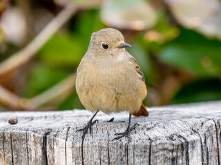 切り株にとまるジョウビタキのメス