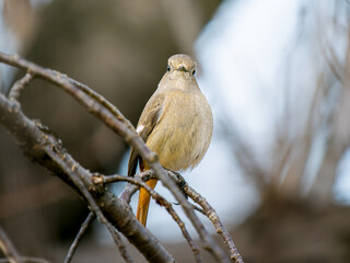 枝にとまるジョウビタキのメス
