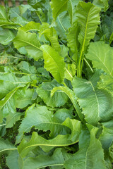 Horseradish leaves in the garden close-up, selective focus, natural background, vertical