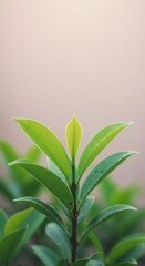 Fototapeta premium close up of green leaves