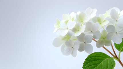 Fototapeta premium White hydrangea bloom with green leaves on soft blue background. Elegant floral photo perfect for greeting cards, spring themes, or wedding designs.