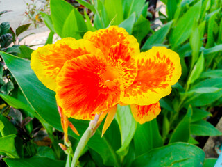 Beautiful Burbank Canna 'Yellow King Humbert' plant with green foliage.