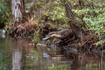 Obraz premium Platypus near riverbank - copy space in water area.