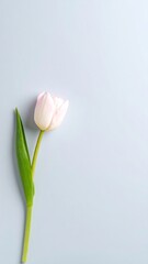 Fototapeta premium Single pale pink tulip on light gray background