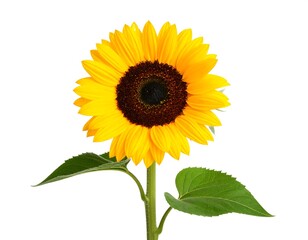 Single sunflower, vibrant yellow petals, dark brown center