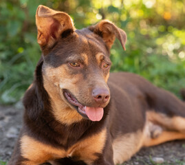 Close-up portrait of brown-red dog with very large upright ears