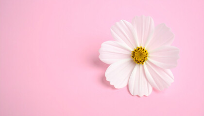 Delicate Cosmos Flower: A close-up shot showcases a pristine, white cosmos flower with a radiant yellow center, gracefully resting on a soft pink backdrop.